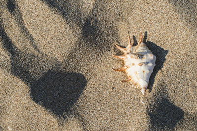 High angle view of cat on sand