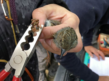 Cropped hand of man holding dunnock and plier