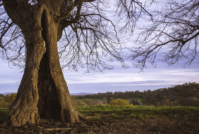 Scenic view of tree against sky