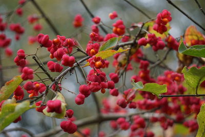 Close-up of red berries growing on tree