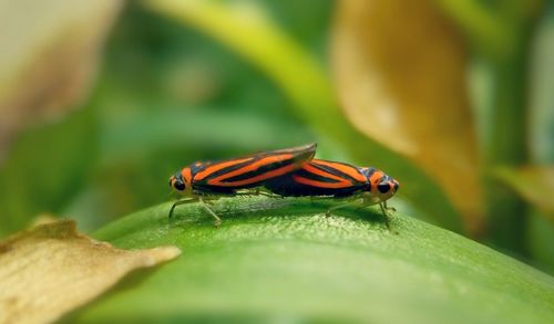 Close-up of insect on leaf