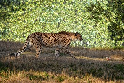 Tiger in a field