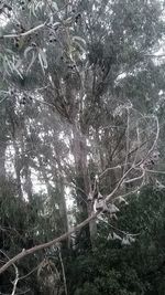 Low angle view of trees in forest