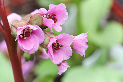 Close-up of pink flowering plant