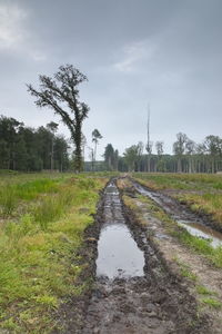 Surface level of trees on field against sky