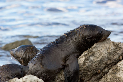 Close-up of sea lions on rock at beach