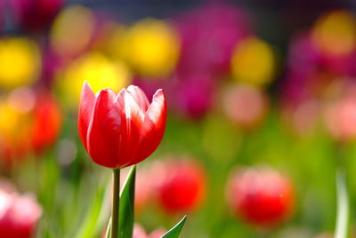 Close-up of red tulip