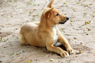 Close-up of dog sitting outdoors