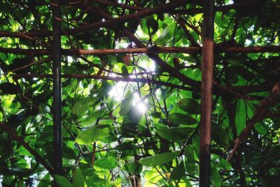 Low angle view of trees in forest