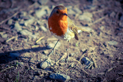 Close-up of robin perching on a field