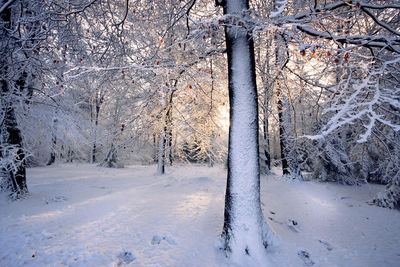 Snow covered land and trees in forest