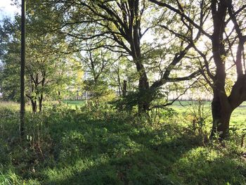 Trees on landscape