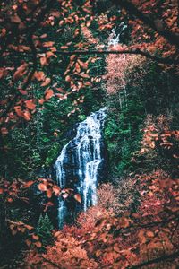 Scenic view of waterfall in forest