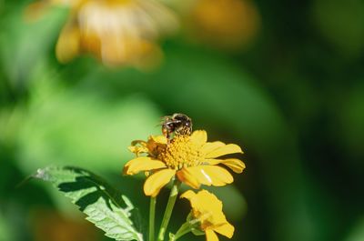 Close-up of bee pollinating on yellow flower