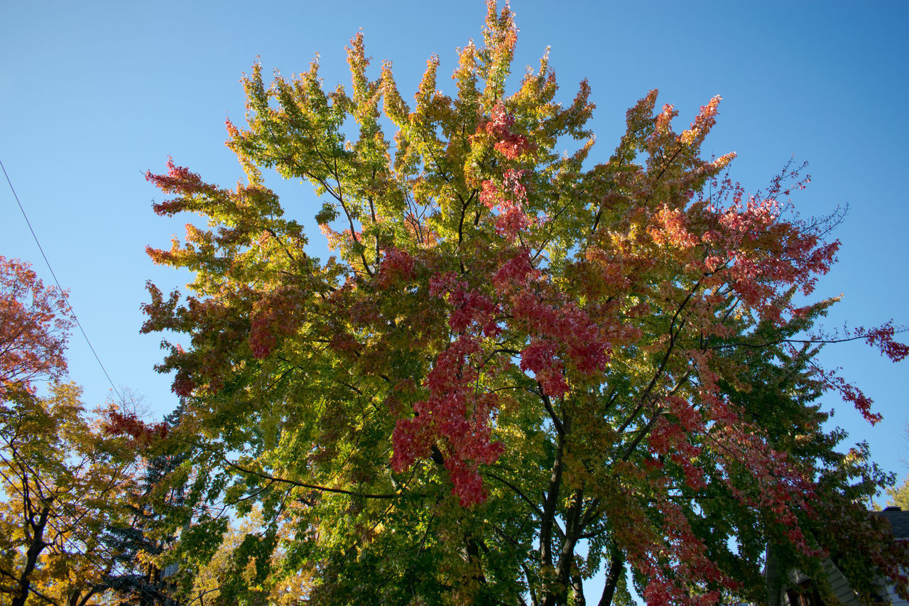 LOW ANGLE VIEW OF AUTUMN TREE AGAINST SKY