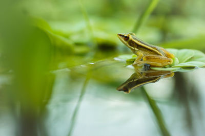 Close-up of frog on leaf