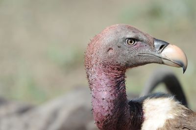 Close-up of a bird