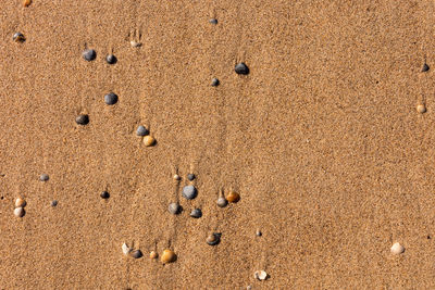 High angle view of footprints on sand