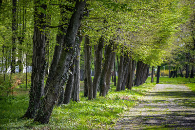 Trees in forest