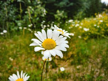 Close-up of white flowers blooming outdoors