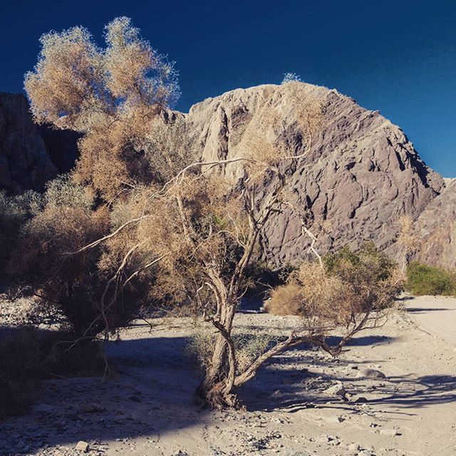 tree, tranquility, tranquil scene, clear sky, sunlight, nature, shadow, beauty in nature, sand, blue, sky, scenics, mountain, growth, beach, landscape, rock formation, day, non-urban scene, rock - object