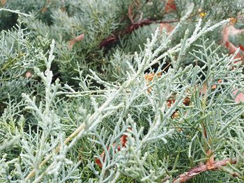 Full frame shot of pine tree during winter