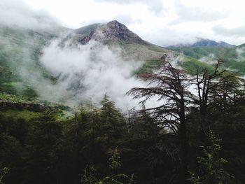 Low angle view of trees on mountain against sky