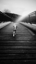 Portrait of dog on railing against sky