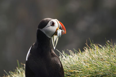 Close-up of a bird looking away