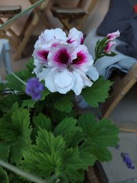 Close-up of pink flowering plant