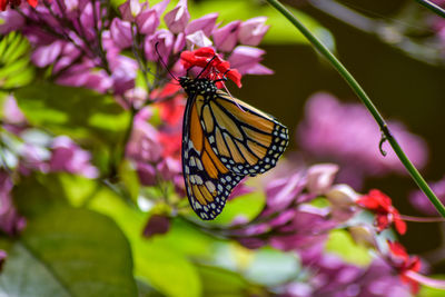 Close-up of butterfly pollinating on pink flower