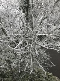 Full frame shot of bare tree