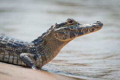 Side view of caiman at lakeshore