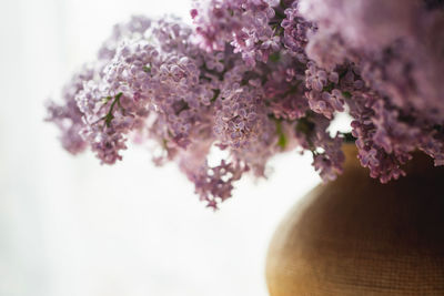 Close-up of cherry blossom