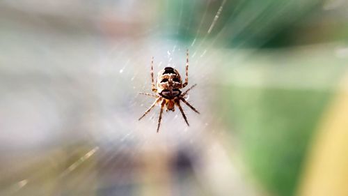 Close-up of spider on web