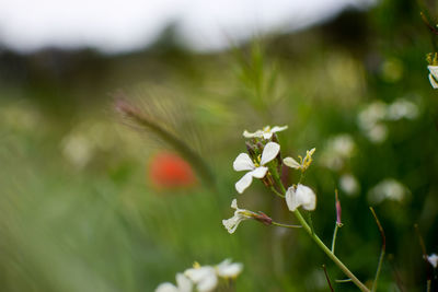 Close-up of flowers blooming outdoors