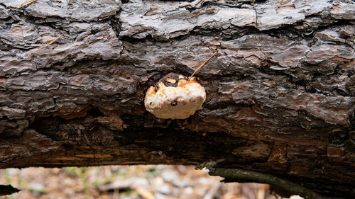 Close-up of mushroom on tree trunk