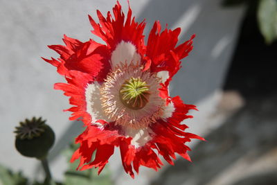 Close-up of red rose flower