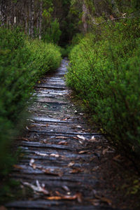 Narrow pathway along trees in forest