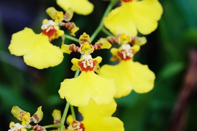 Close-up of yellow flowering plant