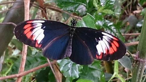 Close-up of butterfly perching on flower
