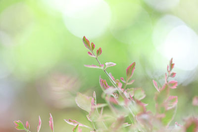 Close-up of red flowering plant