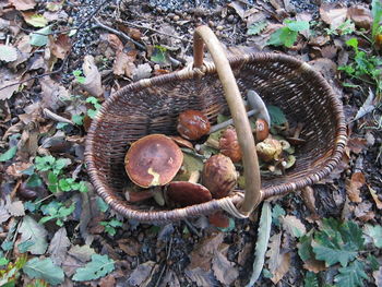 High angle view of mushrooms on field