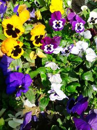 Close-up of purple flowering plants