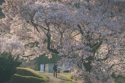 Low angle view of cherry blossom tree