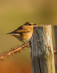 Bird perching on wooden post
