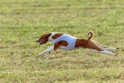 Running basenji dog in white jacket across the meadow on lure coursing competition