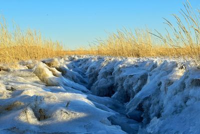 Frozen plants on land against clear blue sky during winter