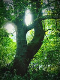 Low angle view of trees in forest