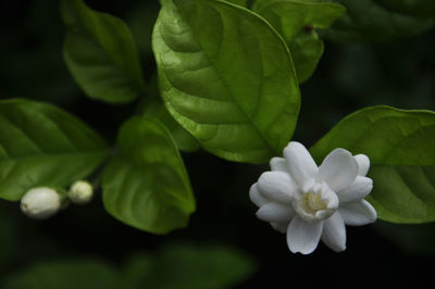 Close-up of flower blooming outdoors